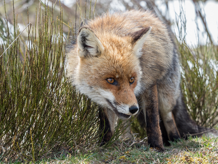 Cute red fox (Vulpes vulpes) looking on the grassの写真素材