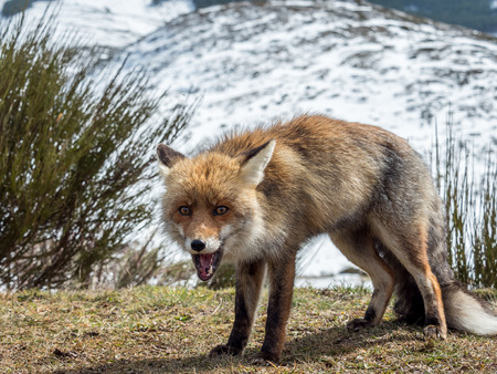 Happy red fox (Vulpes vulpes) in the mountain in winterの写真素材