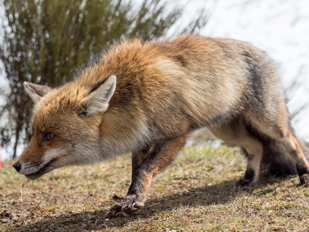 Red fox (Vulpes vulpes) close-up stalkingの写真素材