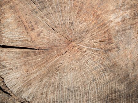 Texture of a cut log for firewoodの写真素材