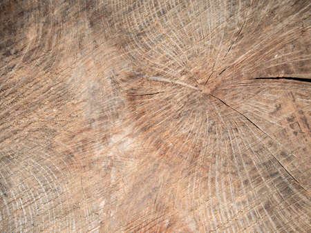 Texture of rings of cut woodの写真素材