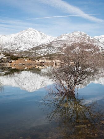 Lonely tree in a lake in a mountain range in Palencia, Spainの写真素材