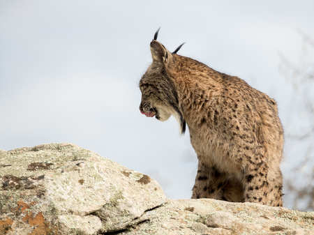 Iberian lynx ( Lynx pardinus) licking its nose on a rock, in Spainの写真素材