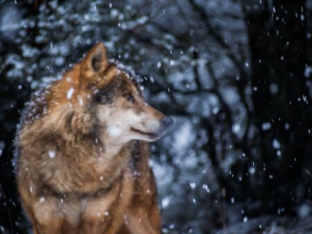 Creative picture for concept of dreaming to be free and wildの写真素材