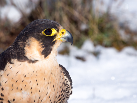 Portrait of a Falconry's peregrine falcon (Falco peregrinus)  in the snowの写真素材