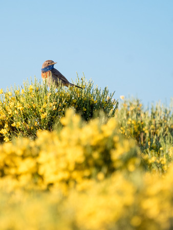 Bluethroat bird Luscinia svecica in colorful spring in Sierra de Gredos, Spain. Ornithology |...