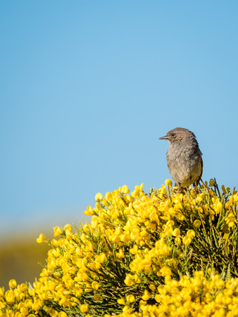 unnock bird Prunella modularis in colorful spring in Sierra de Gredos, Spain. Ornithology |...