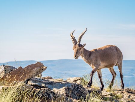 Alpine ibex (Capra pyrenaica) on the summit of the mountain against blue sky in Sierra de Gredos mountain range (Spain)の写真素材