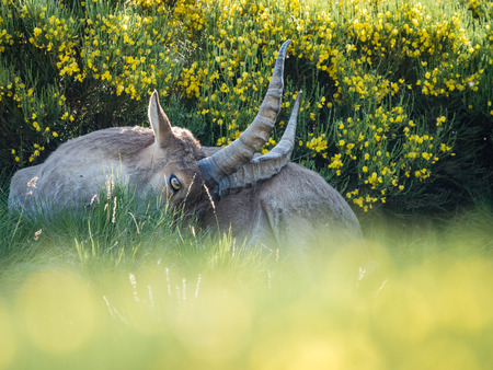 Alpine ibex (Capra pyrenaica) on the mountain in a colorful spring in Sierra de Gredos mountain range (Spain)の写真素材