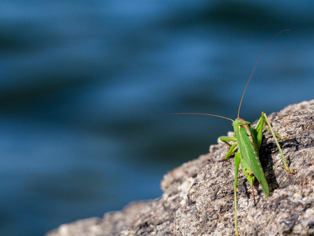 Green grasshoper over a rock at the lake shore