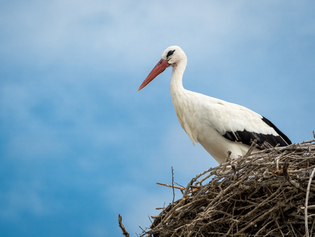 Stork close-up in its nest under the skyの写真素材