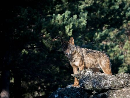 Iberian wolf (Canis lupus signatus) looking on a rock at the forestの写真素材