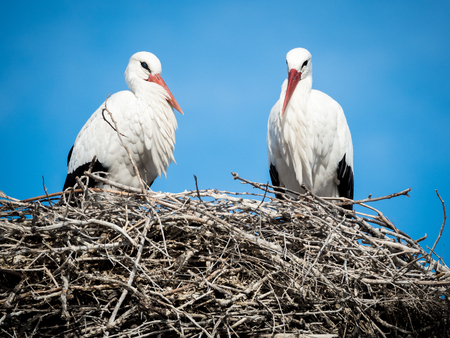 Couple of storks (Cicocina ciconia) in the nest