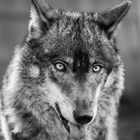 Black and white portrait of an iberian wolf showing his tongue (Canis lupus signatus)の写真素材