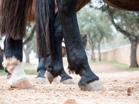 Horse hooves close upの写真素材