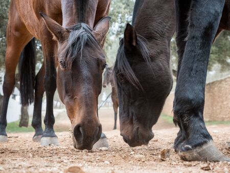 Close up of horses eating grass in a stableの写真素材