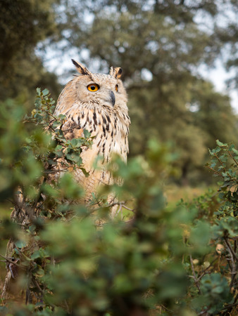 Siberian owl (Bubo bubo)  over a tree in the forestの写真素材