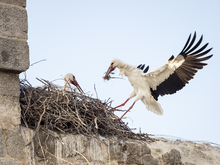 Couple of white storks (Ciconia ciconia), one of them landing in the nest and the other one restingの写真素材