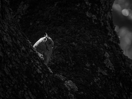 Backlit eurasian scops owl (Otus scops) on a tree in the forestの写真素材