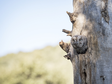 Eurasian scops owl (Otus scops) in its nest on a tree in the forestの写真素材