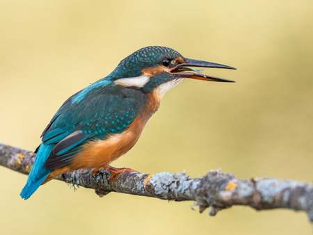 Female of kingfisher bird (Alcedo atthis) eating a fishの写真素材