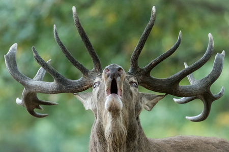 Big male deer howling in rutting season (Cervus elaphus)の写真素材