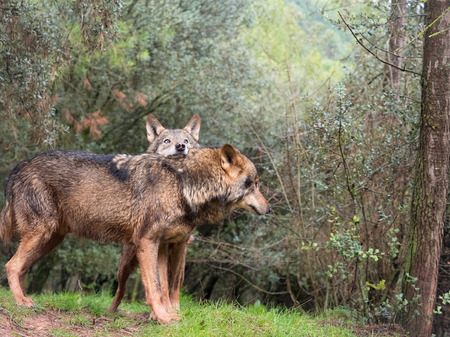 Tender couple of iberian wolvesの写真素材