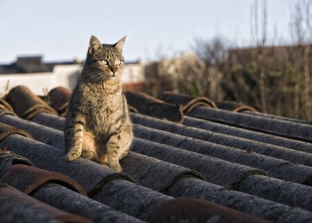 A cat on a roof of corrugated watching the last light of day.の写真素材