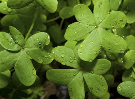 Clovers with raindrops