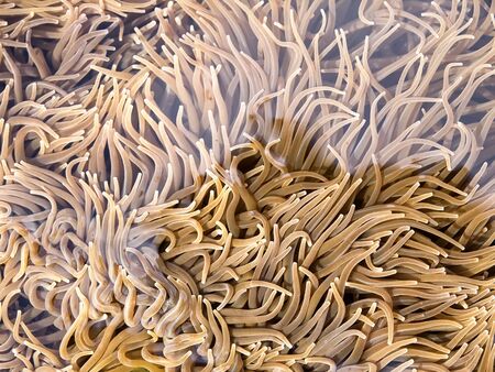 Fund of underwater marine life with tentaclesの写真素材