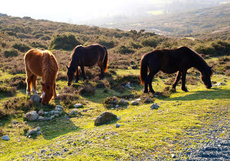 Three horses in the nature at sunset の写真素材
