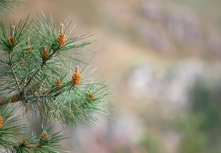 Pine leaf background  A nature detail の写真素材