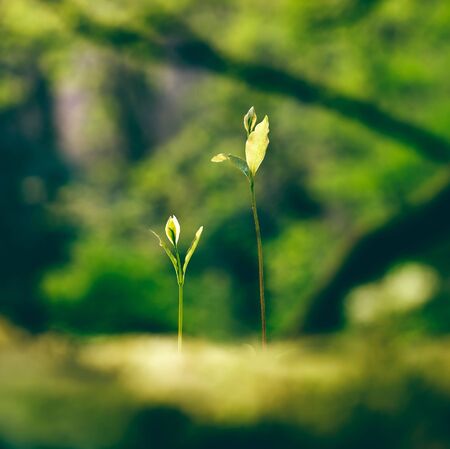 Two plant shoots in nature in square composition 
