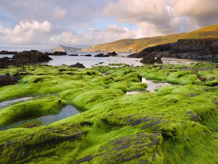 Seascape with algae in the foreground  This beach is located in the north of Spain  Galicia, Ferrol ...