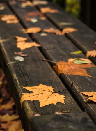 Autumn detail in Fragas do Eume natural park