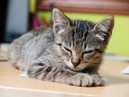 Cat sleeping on a table at home. The cat has his eyes closed.の写真素材