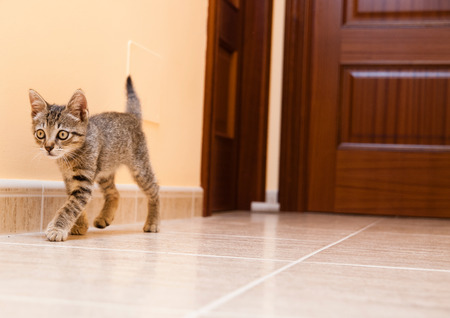 Kitten walking down the hall of a house. The cat is off in the frame of the pictureの写真素材