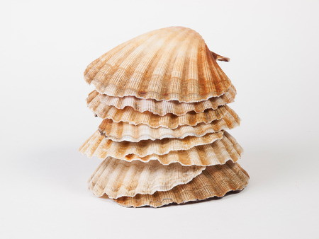 Scallops stacked and isolated on white background