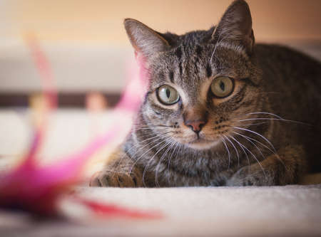 Cat stalking his feather toy at home.の写真素材