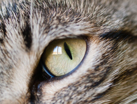 Eye cat detail. Macro detail of a cat.の写真素材