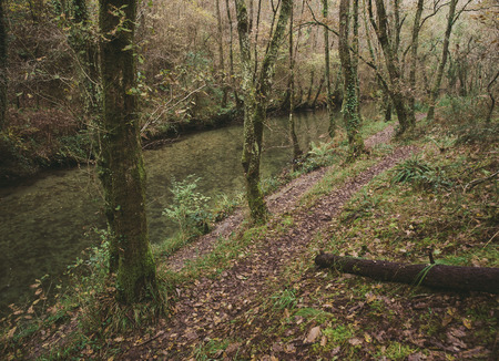 Path in the forest in a rainy dayの写真素材