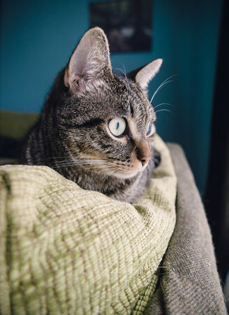 Cat at home on the top of a sofa