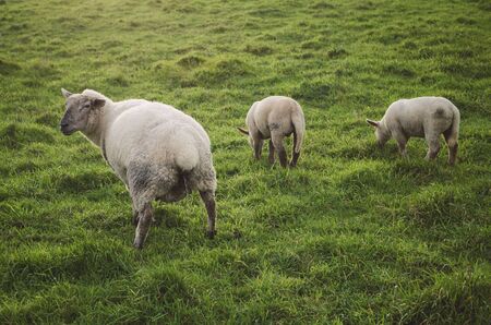 Three sheep in a meadow. One sheep are urinating.の写真素材