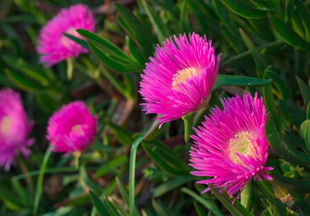 "Carpobrotus aequilaterus" or "Doca flower". Flower of vibrant colors which is located on the coastの写真素材