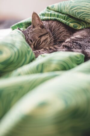 Tabby cat sleeping on a bed quilt at home.の写真素材