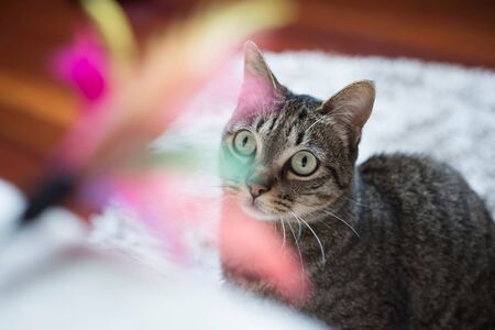 Tabby cat looking at a feather toy at home