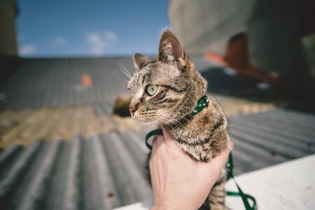 Tabby cat outdoors. Cat wearing a belt and is held by a hand