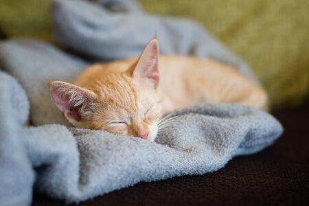 Little orange cat on the top of a couch at home