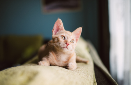 Little kitten on the top a couch at homeの写真素材