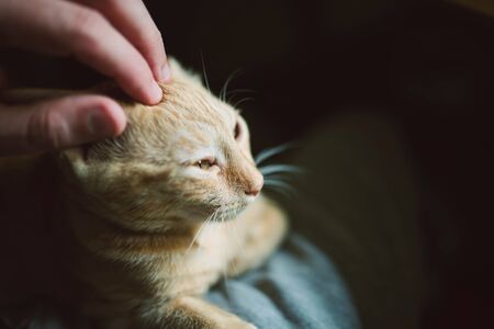 Human hand caressing a kitten at homeの写真素材